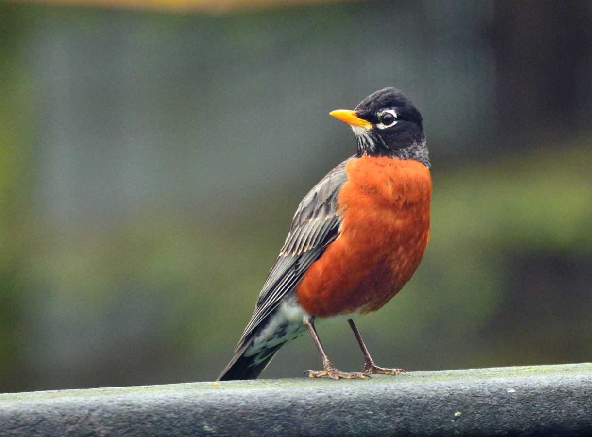 A close-up of an American Robin with a bright orange breast and dark head, perched on a railing.