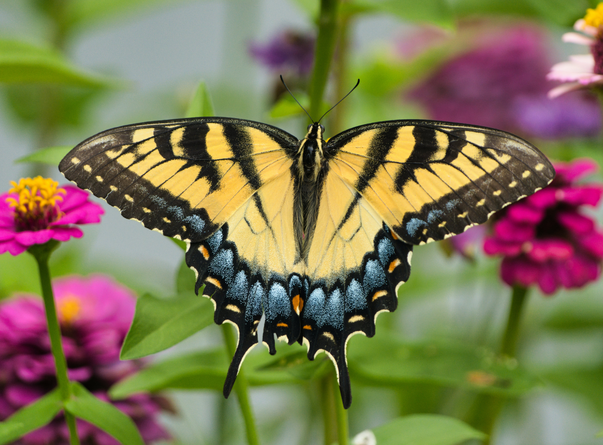 An Eastern Tiger Swallowtail butterfly with yellow and black striped wings, blue and orange markings, and tails, resting amidst green leaves and pink flowers.