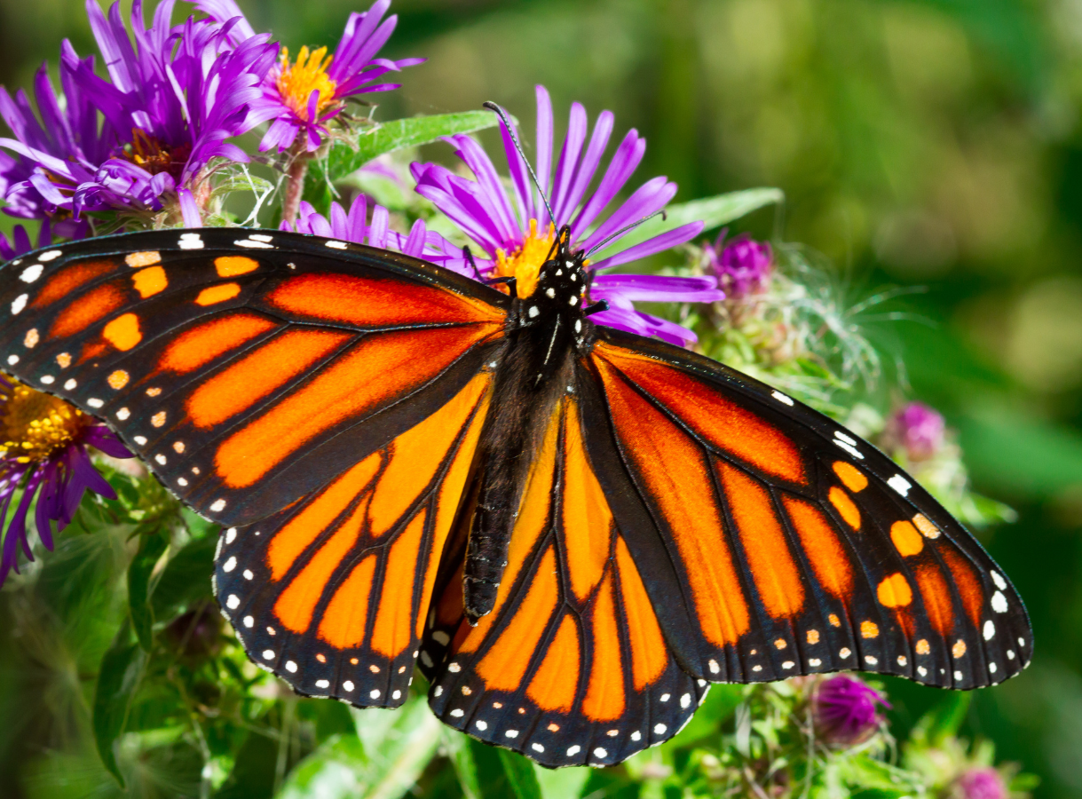 A monarch butterfly with open orange and black wings resting on purple aster flowers.