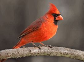 Northern Cardinal