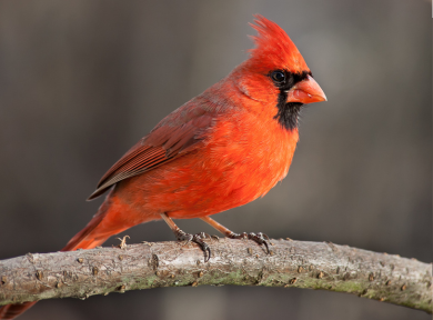 Northern Cardinal