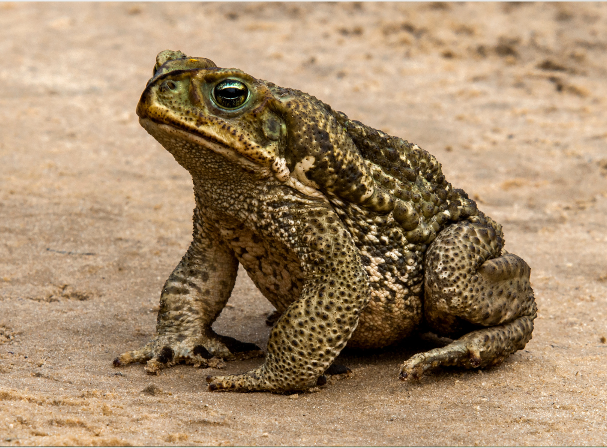 : A close-up, side profile shot of a large, warty toad with mottled green, brown, and tan skin, sitting on a light brown, sandy ground. Its large, green-gold eyes are visible, and its rough skin texture and stout limbs are clearly depicted.
