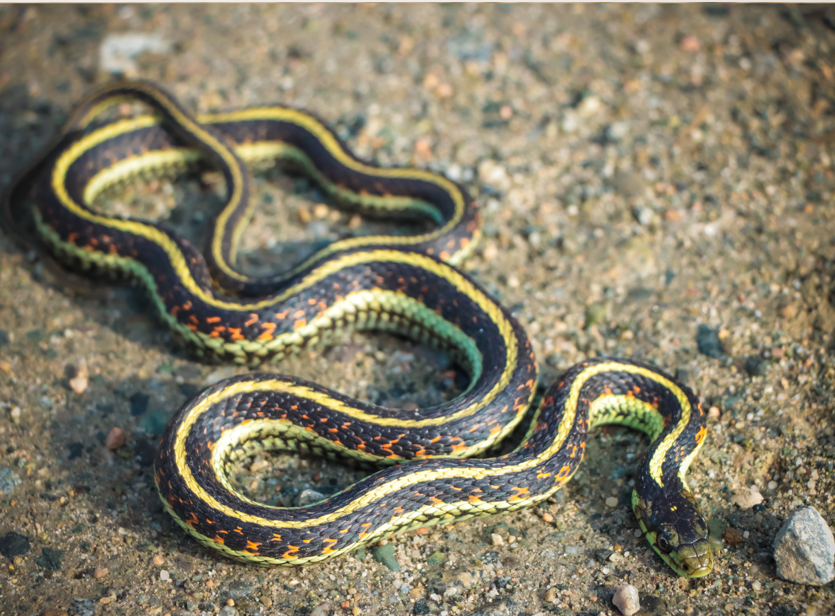 A close-up, high-angle shot of a Common Garter Snake on dry, pebbly ground. The snake has a dark body with three prominent bright yellow or greenish-yellow stripes running lengthwise down its back, and some orange or red flecks visible between the stripes. Its head is visible on the right, and its body is coiled in an S-shape.