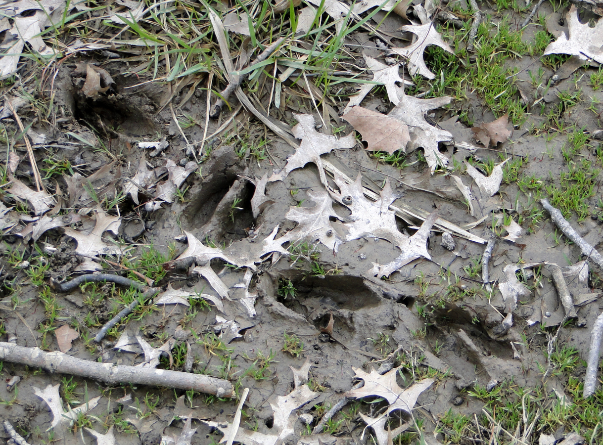 A close-up, overhead view of several deer tracks pressed into damp, light brown mud. The ground is partially covered with scattered dry, light-colored oak leaves, patches of short green grass, and small twigs. The impressions show the distinct cloven hooves of a deer.