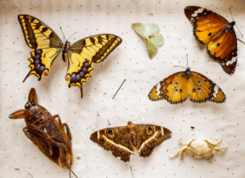 An overhead view of a collection of pinned insects and a crab on a light-colored board. Featured prominent are a large yellow and black swallowtail butterfly in the upper left, two orange and brown butterflies on the right, a light green moth in the top center, and a brown moth with eye-like patterns in the bottom center. Also visible are a large brown insect (possibly a cicada or water bug) on the left and a small white crab on the lower right, along with several pins.