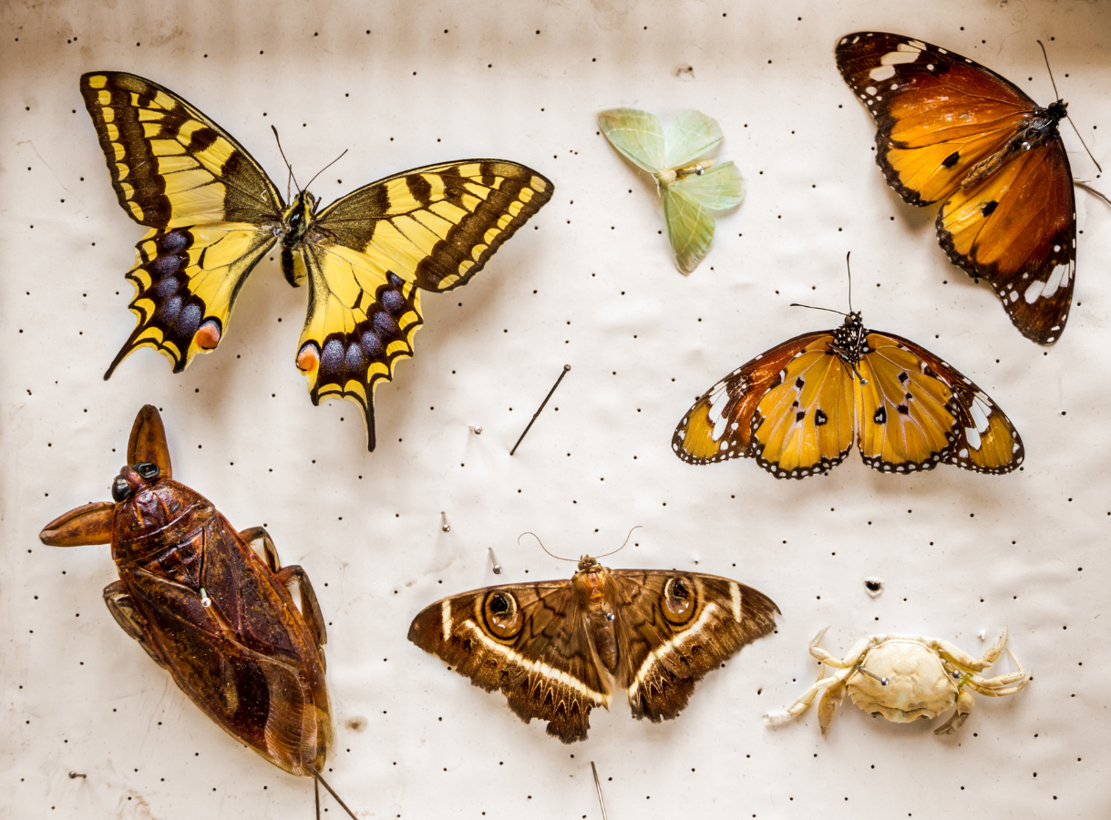 An overhead view of a collection of pinned insects and a crab on a light-colored board. Featured prominent are a large yellow and black swallowtail butterfly in the upper left, two orange and brown butterflies on the right, a light green moth in the top center, and a brown moth with eye-like patterns in the bottom center. Also visible are a large brown insect (possibly a cicada or water bug) on the left and a small white crab on the lower right, along with several pins.