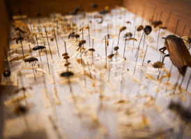 A close-up, low-angle shot looking into a wooden drawer filled with a dense collection of pinned insect specimens. Each insect is mounted on a long, slender pin and has a small, faded paper label beneath it. Various types of insects, including beetles, flies, and what appears to be a large brown cockroach-like insect on the right, are visible. The background and foreground are softly blurred, highlighting the central portion of the collection.