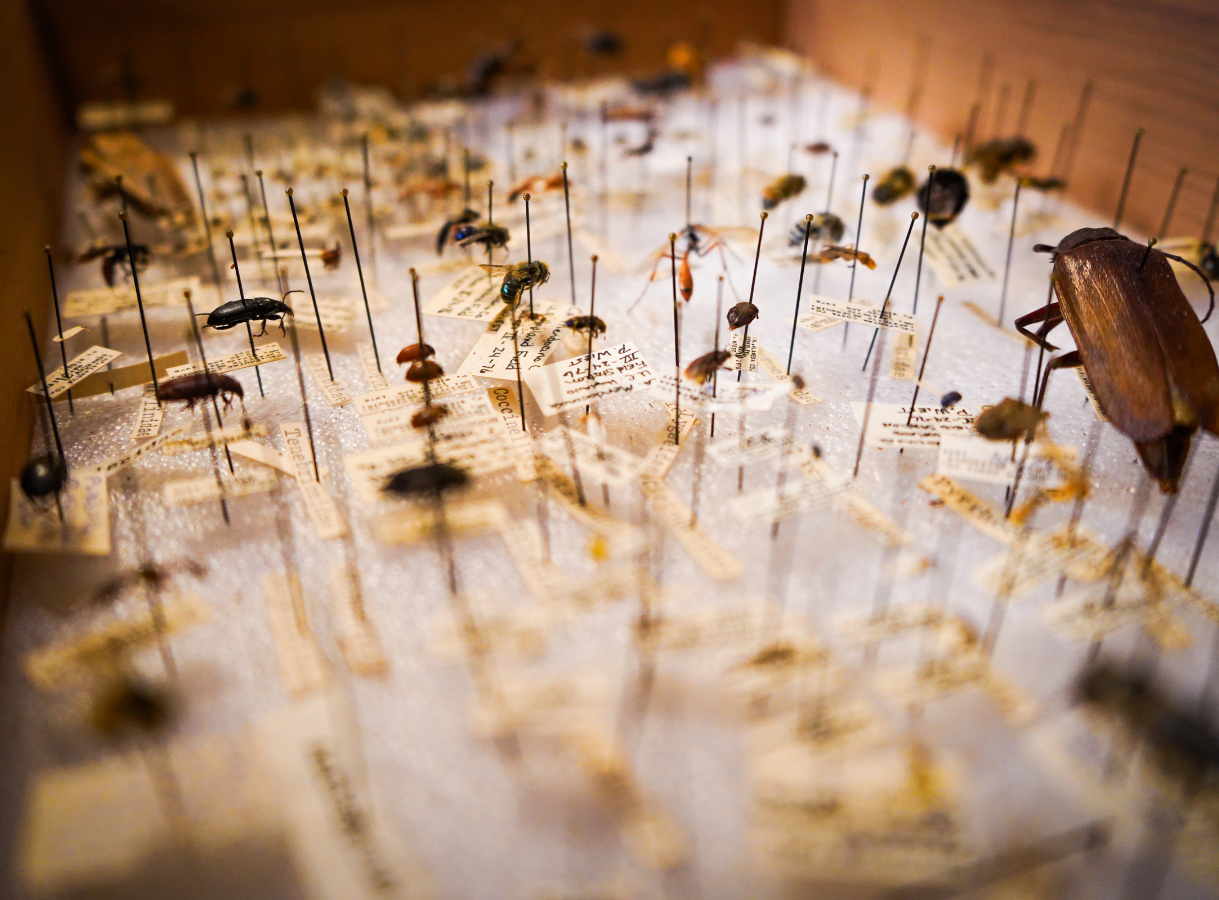 A close-up, low-angle shot looking into a wooden drawer filled with a dense collection of pinned insect specimens. Each insect is mounted on a long, slender pin and has a small, faded paper label beneath it. Various types of insects, including beetles, flies, and what appears to be a large brown cockroach-like insect on the right, are visible. The background and foreground are softly blurred, highlighting the central portion of the collection.