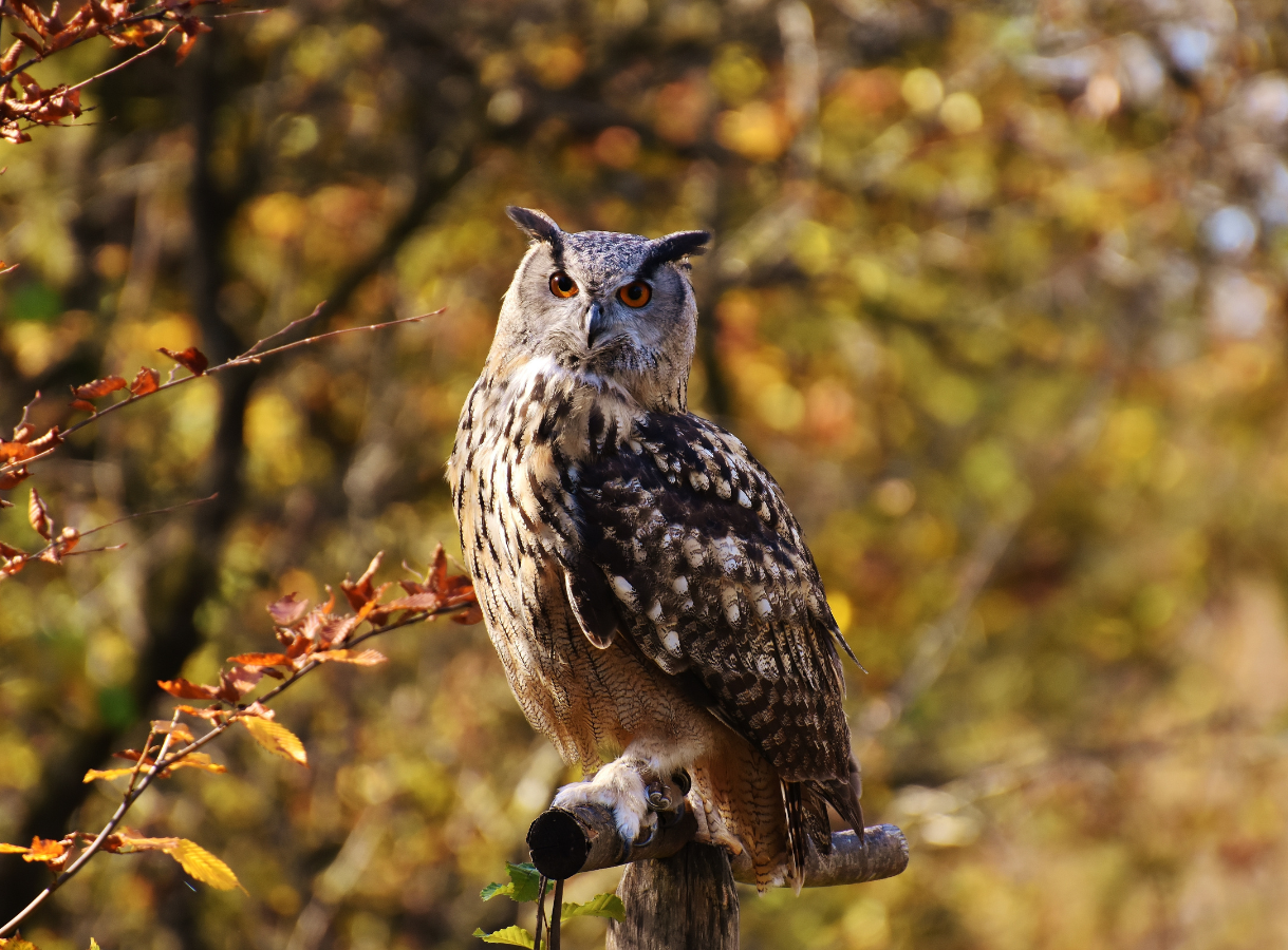 Portrait of a Great Horned Owl with yellow eyes and prominent ear tufts.