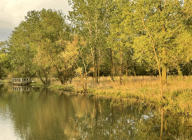 A tranquil pond with trees lining the far bank, some illuminated by golden sunlight, and a small wooden dock visible on the left.