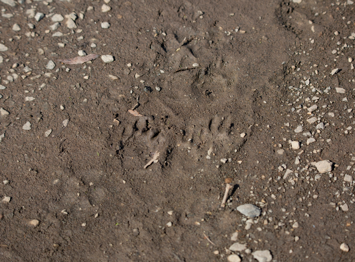 Close-up of a damp dirt path with small rocks, showing clear animal paw prints.