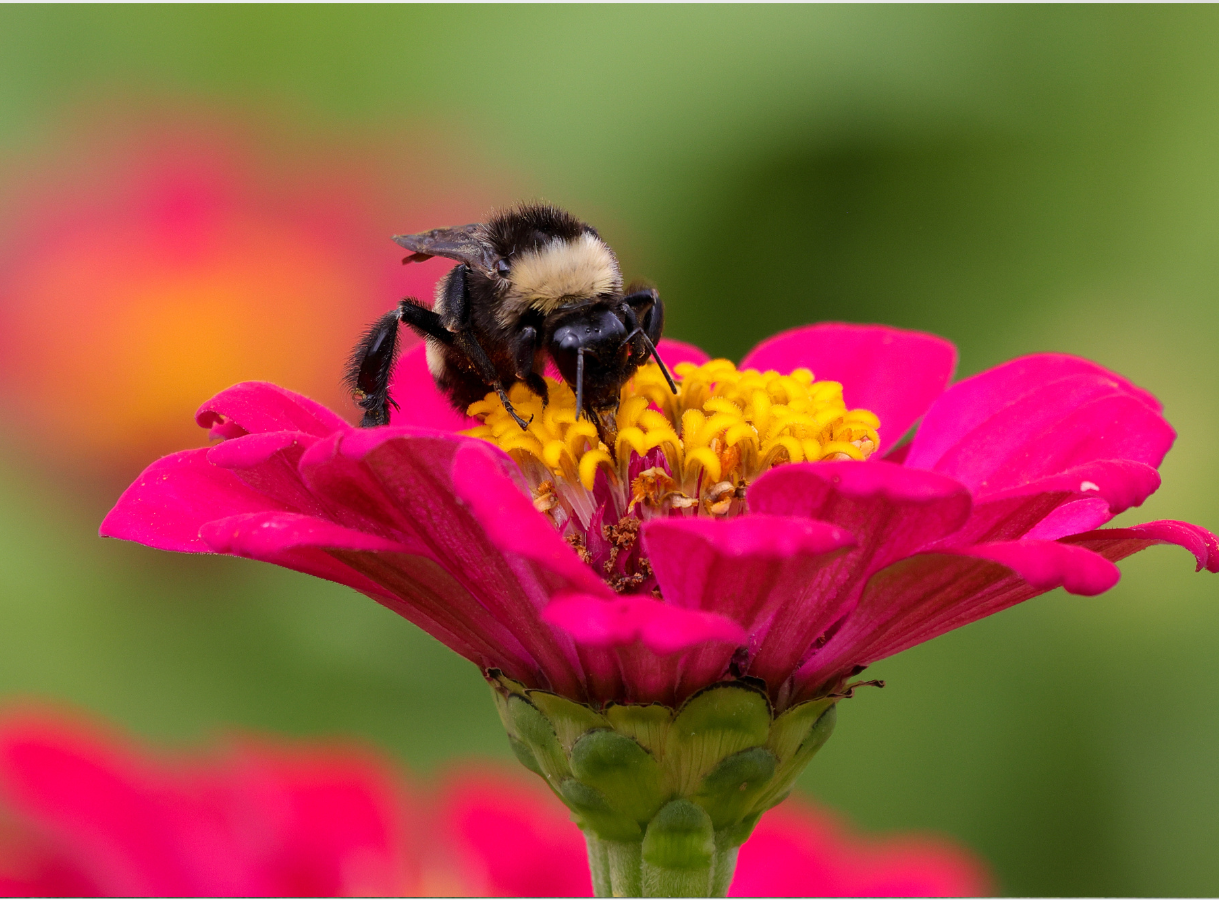 A close-up shot of a black and yellow bumblebee with fuzzy hairs, positioned on the bright yellow center of a fuchsia-pink Zinnia flower. The bee's head and proboscis are deep in the flower's center, while its legs are visible on the petals. The background is softly blurred with green and hints of orange.